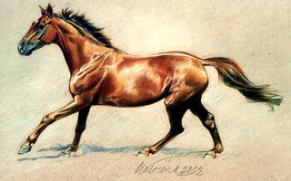 Hevonen, Katariina Viljamaa-Rissanen, käyttämätön