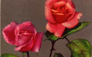 RUUSU / Sykkivän punaiset ruusut. 1910-l.