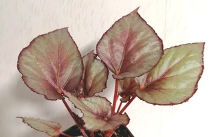 Begonia ruukku nro. 89