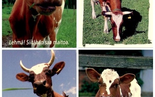 4 Lehmä, korttia, käyttämättömiä