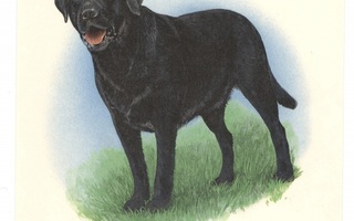 Posliinisiirtokuva musta koira
