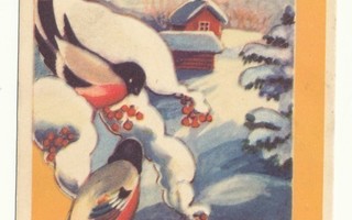 Punatulkut talvimaisemassa - vanha joulukortti
