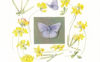 Marjolein Bastin: Sinisiipi ja keltaiset kukat