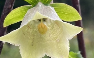 Kiinanpeikonkello (Codonopsis pilosula), siemeniä 100 kpl