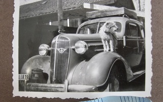 VANHA Valokuva Kiva Auto + Koira 1930-l