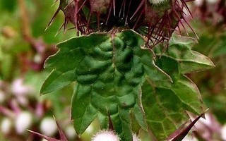 "Piikkikotilokukka" (Moluccella spinosa), siemeniä 30 kpl