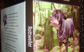 Rottweiler - Suomen suosituimmat koirarodut (Sis.postikulu)