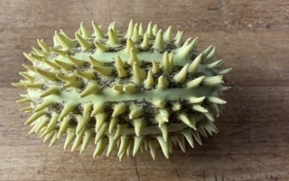 Pikkelsikurkku (Cucumis anguria), siemeniä 30 kpl