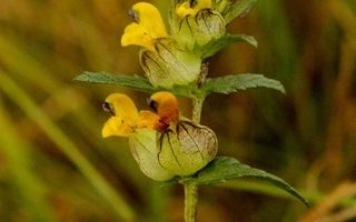 Pikkulaukku (Rhinanthus minor), siemeniä 50 kpl