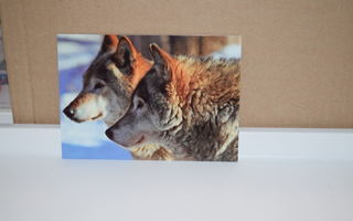 postikortti susi