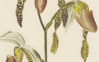 Orkidea - Cypripedium morganiae
