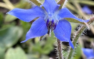 Rohtopurasruoho (Borago officinalis), siemeniä 30 kpl