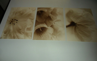Ikea isot kukka korttimaiset kuvat 3kpl (13cm x 18cm)