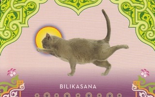 Kissa joogaa Bilikasana (postikortti)