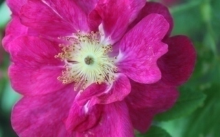 Valamonruusu (Rosa 'Splendens'), siemeniä 30 kpl