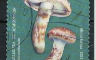 Sieniä, 2016, Tuoksuvalmuska, siisti
