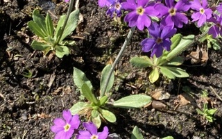 Jauhoesikko (Primula farinosa), siemeniä 50 kpl