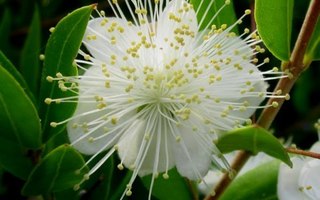 Myrtti (Myrtus communis), siemeniä 30 kpl