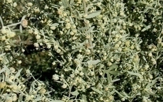 Koiruoho (Artemisia absinthium), siemeniä 100 kpl