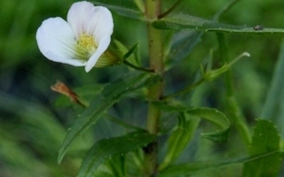 Rohtokuntio (Gratiola officinalis), siemeniä 100 kpl