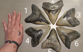 Suuri muinaisen jättihai megalodonin hammasfossiili 5