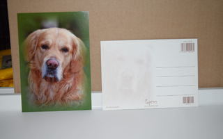 postikortti koira