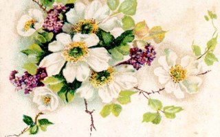 KUKKIA / Ranskalaisia omenapuun kukkia ja sireenejä. 1900-l.