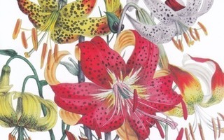 Jane Loudon: Punaiset liljat (isohko kortti)