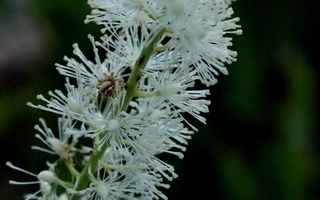 Tähkäkimikki (Actaea racemosa), siemeniä 50 kpl