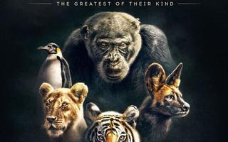 Dynasties BBC luontodokkari 4K UHD + Blu-ray