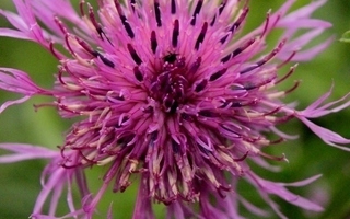 Ketokaunokki (Centaurea scabiosa), siemeniä 50 kpl