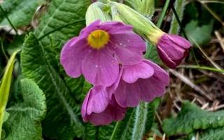 Lehtoesikko, punasävyinen (Primula elatior), siemeniä 30 kpl