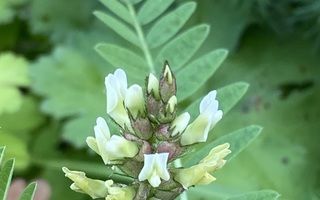 Pulleakurjenherne (Astragalus cicer), siemeniä 30 kpl