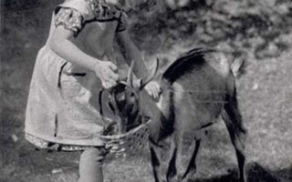 LAPSI / Pieni tyttö antaa ruokaa vuohelle. 1930-l.