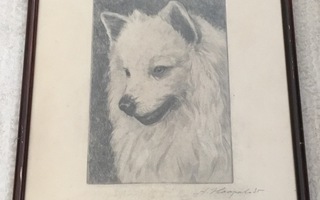 GRAFIIKKAA | A. Haapala 1935 | koira