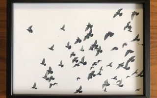 Desenio mustavalkoinen lintujuliste puukehyksillä 21x30 cm