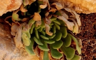 Rosularia globulariifolia, siemeniä 300 kpl