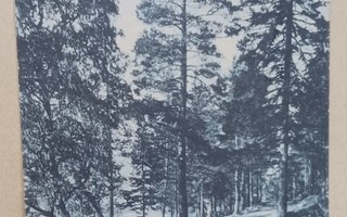 Vaasa, tie Gustavsborgiin, sinisävypk, p. 1917