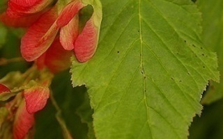 Tataarivaahtera (Acer tataricum), siemeniä 30 kpl