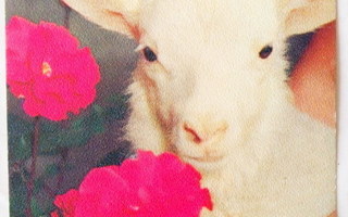 Karitsa/lammas ja kukat