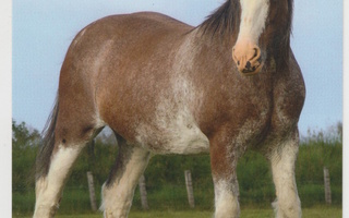 POSTIKORTTI HEVONEN  -  CLYDESDALE  HORSE