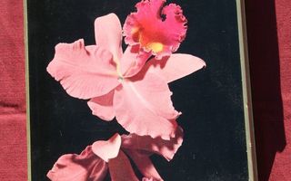 Fazerin "Orkidea" suklaarasia