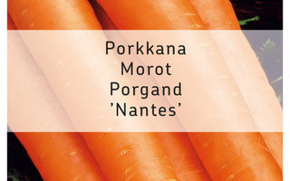 Porkkana "NANTES" siemenet