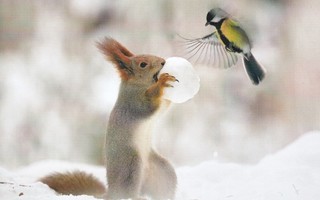 Orava syö lumipalloa (isohko kortti)