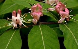 Kaukasiankuusama (Lonicera caucasica), siemeniä 20 kpl