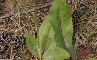 Harjuhäränsilmä (Hypochaeris maculata), siemeniä  50 kpl