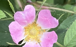 Luumuruusu (Rosa villosa), siemeniä 30 kpl