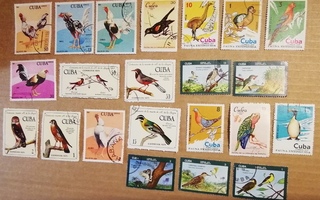 Kuuba vanhemmat lintuaiheiset merkit