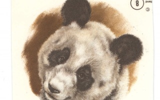 Posliinisiirtokuva Panda