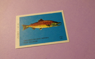 TT-etiketti Oncorhynchus Nerka - Red Salmon